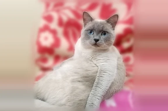 Пропала кошка, 5-й Линейный проезд, 215, городской округ Таганрог, Таганрог — Оскар, прямоухий шотландец - photo