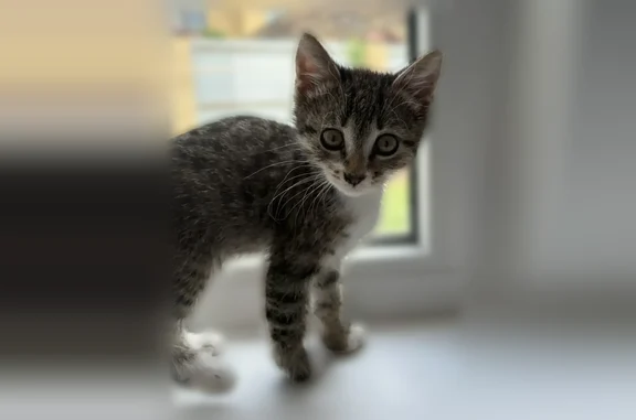 Потерянные животные Элиста, фото: Пропала кошка, улица Лувсана Шарапа Тепкина, 7, Элиста — трёхцветная, 3 месяца