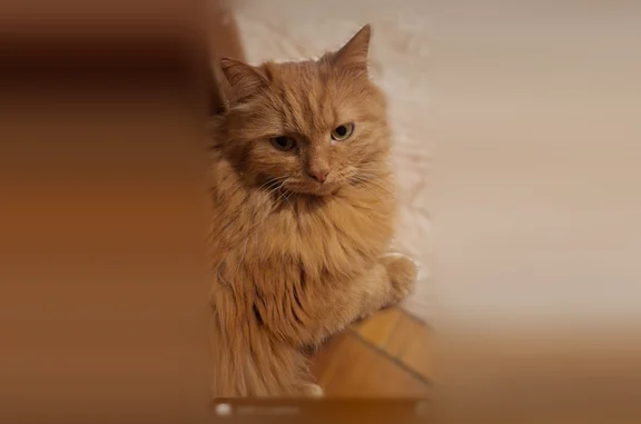 Пропала кошка, Дубнинская улица, 12 к4, Москва — рыжая, пушистая, с коротким хвостом (бобтейл) - photo