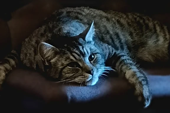 Пропала кошка, Южная улица, 5А, Лебедянь — полосатая, серо-черная, с тёмно-коричневым ошейником - photo