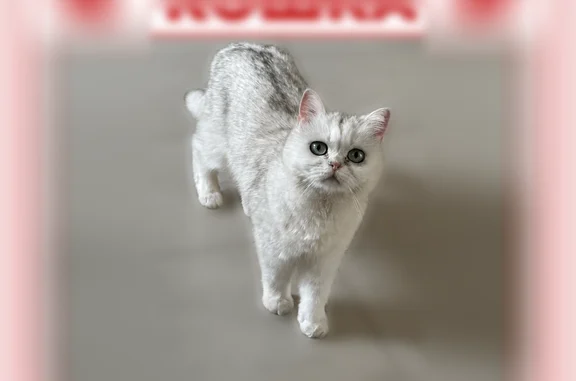 Кошки потеряшки, Боровичи, фото: Потеряшка кошка, 92, Боровичи, Боровичи — белая с серыми вкраплениями, зелёные большие глаза