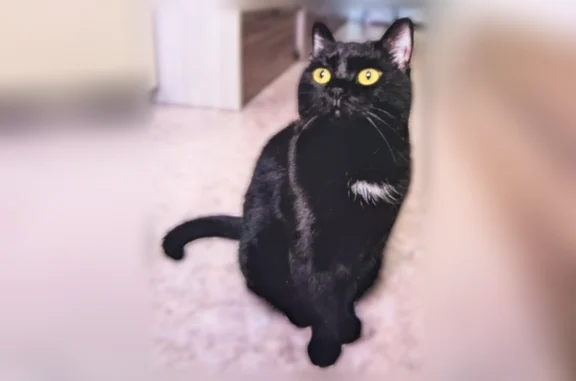 Кошки потеряшки, Дюртюли, фото: Потеряшка кошка, улица Шаймуратова, 10, Дюртюли — чёрная, белое пятно на грудке, 3–5 лет