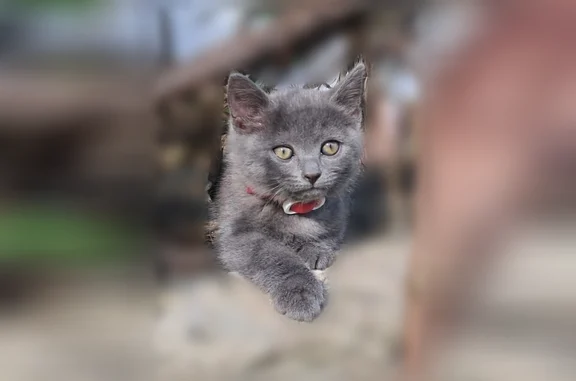 Кошки потеряшки, Людиново, фото: Потеряшка кошка, улица Пушкина, 101, Людиново — серый окрас, пушистая, малиновый ошейник