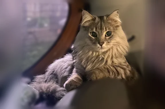 Пропала кошка, Социалистическая улица, 3, Казань — очень ласковая, без ошейника - photo