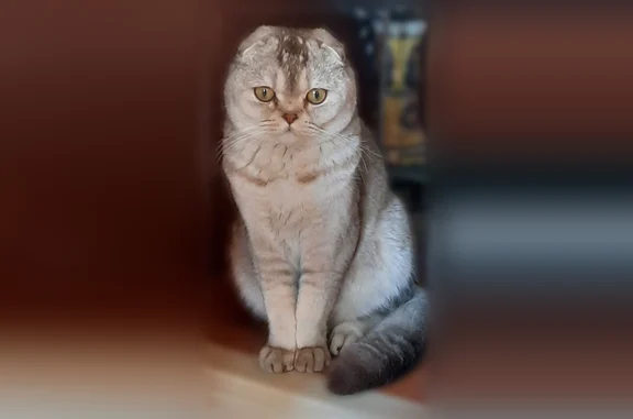 Пропала кошка, Пшеничный переулок, 9, Московский — вислоухая, немного трусовата - photo