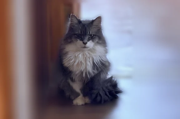 Пропала кошка, 13, Немчиново — дымчато-серый окрас, белая манишка, пугливая - photo