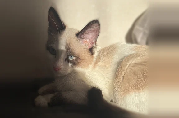 Пропала кошка, проспект Кирова, 83, Ленинск-Кузнецкий — котенок 5 месяцев, откликается на «Каспер» - photo