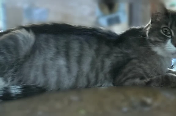 Найдена кошка, Томск, фото: Найдена кошка, улица Ивана Черных, 28, Томск — кастрирована, истощена, ослаблена