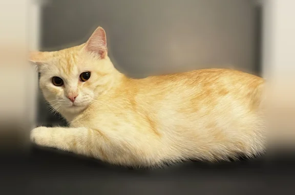 Пропала кошка, улица Западный Обход, 38/1 к1, Краснодар — белый котёнок с рыжим оттенком - photo