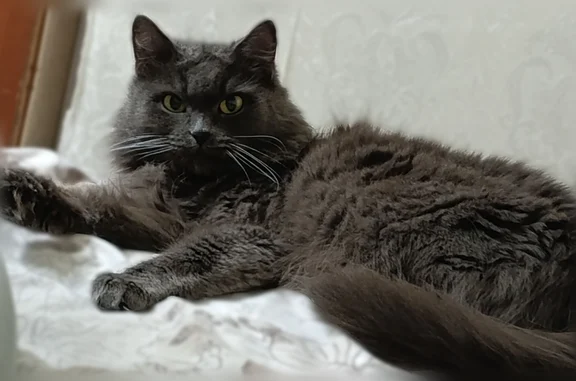 Пропала кошка, Дальняя улица, 7, Казань — ласковая, плохо контактирует с людьми - photo