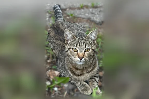 Найденные животные Ульяновск, фото: Найдена кошка, улица Пушкарёва, Ульяновск — серый с чёрными полосками, ручная