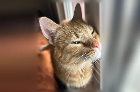 Найдена кошка, Турбинная улица, 3, Санкт-Петербург — очень ласковая, бывшедомашняя - photo