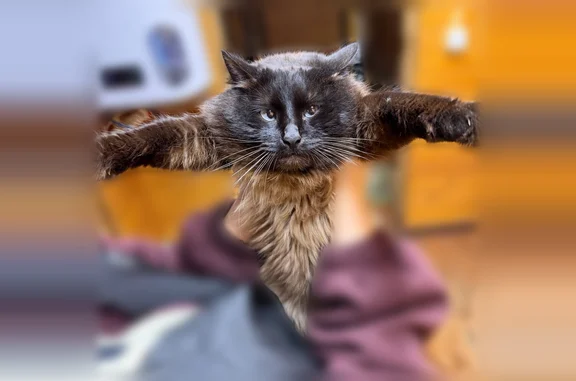 Пропала кошка, р-он Иваньково, Ярославль — ласковая, похожа на сиамскую - photo