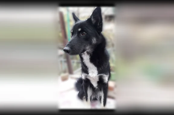 Пропала собака, улица Шаумяна, Новороссийск — чёрная с белой грудкой и белыми лапами - photo