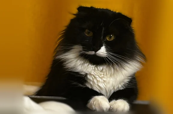 Пропала кошка, Ново-Никольская улица, 2, Красногорск - photo