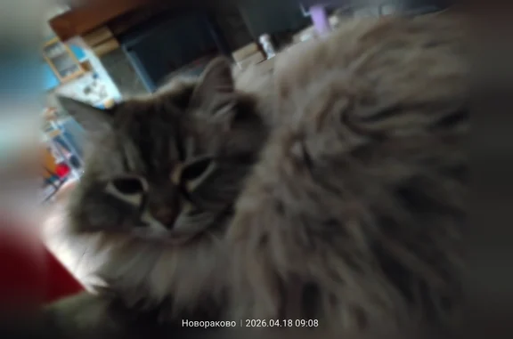 Пропала кошка, Новараково, Истра — невская маскарадная, серо-белая, пушистый хвост, 11 лет - photo
