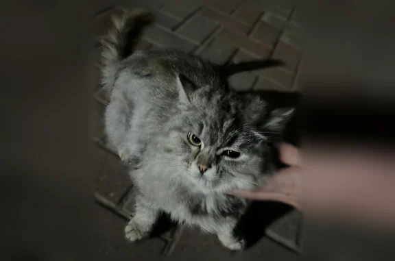 Найдена кошка, Нагаево, фото: Найдена кошка, Заповедная улица, 11, Нагаево — ласковая, домашняя, пушистая