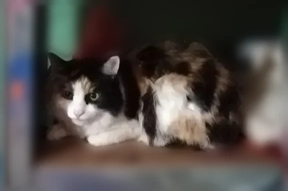 Найденные животные Нижний Новгород, фото: Найдена кошка, улица Невзоровых, 109, Нижний Новгород — очень ухоженная, боится улицы