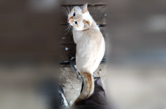 Пропала кошка, Алапаевск, Свердловская область - photo