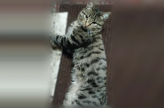 Кошки потеряшки, Чита, фото: Потеряшка кошка, Чита, Забайкальский край