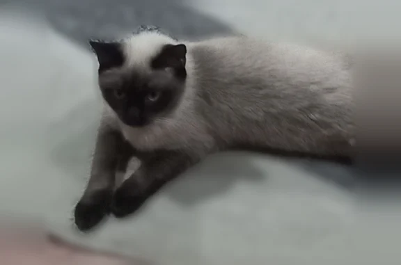 Пропала кошка, Октябрьская улица, 15, Белово — похожа на сиамскую кошку - photo