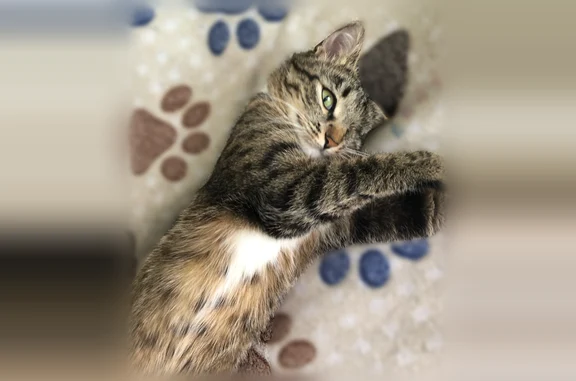 Кошки потеряшки, Егорьевск, фото: Потеряшка кошка, Гражданская улица, 28, Егорьевск — нет одного глаза, две передние лапки в белых носочках