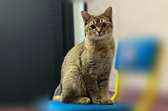 Пропала кошка, 1-й Саратовский проезд, 8, Москва — очень ласковая - photo