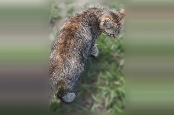 Найдена кошка, Разветье, фото: Найдена кошка, Разветьевский сельсовет, Разветье — молоденькая, трёхцветная, просится на руки