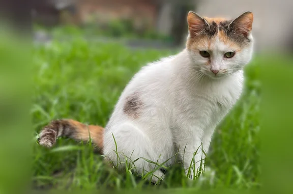 Пропала кошка, улица Пугачёва, 17, Аксай — белая с рыжим и серым, годик - photo