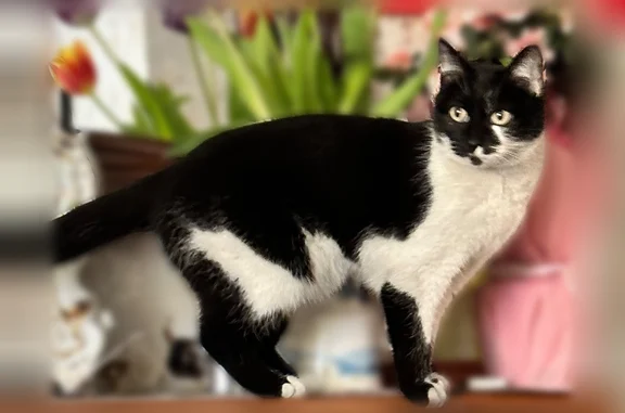 Пропала кошка, Улан-Удэ, Бурятия — черно-белая, 10 лет - photo