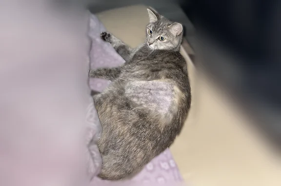 Пропала кошка, улица Володарского, 131, Котлас — слева на животике бритый бок, шрам от стерилизации - photo
