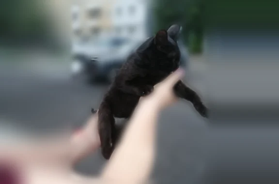 Найдена кошка, Саратов, фото: Найдена кошка, Ипподромная улица, Саратов — чёрный окрас, белое пузико, чистая, пузатенькая