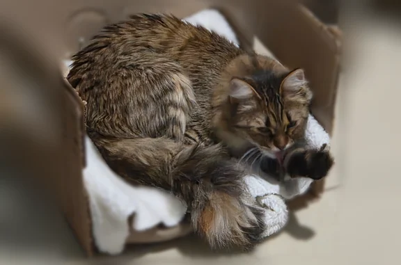 Найдена кошка, Пенза, фото: Найдена кошка, Привокзальная площадь, 12, Пенза — тигровый окрас, пушистый хвост