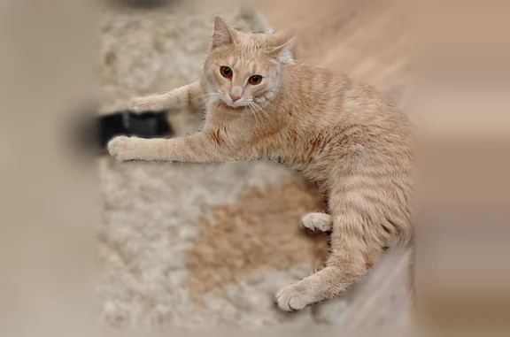 Пропала кошка, Валдайская улица, Челябинский городской округ, Южно-Челябинский Прииск — бежевый окрас с оранжевыми полосами - photo