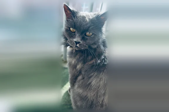 Найдена кошка, Уфа, фото: Найдена кошка, Высотная улица, 8/3, Уфа — стриженная, приучена к лотку