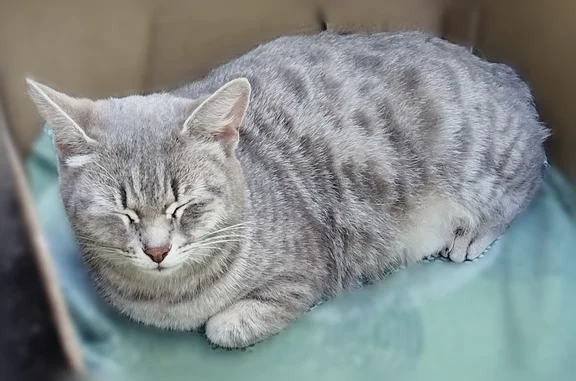 Найдена кошка, Томск, фото: Найдена кошка, Иркутский тракт, 144А, Томск — крупная, ласковая