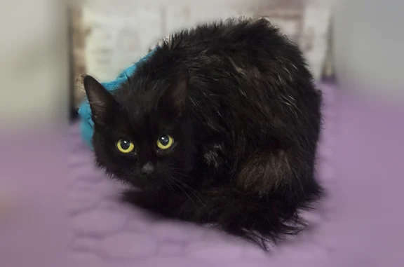 Найдена кошка, Саратов, фото: Найдена кошка, 2-я Прокатная улица, 21, Саратов — чёрная, зелёные глаза, около 6 месяцев