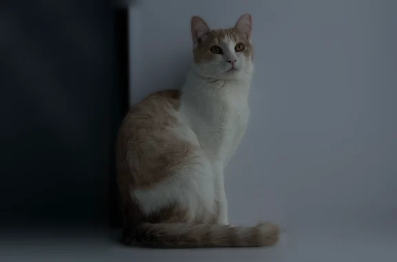 Пропала кошка, 10-я Западная улица, 26А, Барнаул — бело-рыжая, ласковая, могла быть ранена - photo