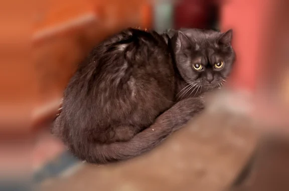 Найдена кошка, Авангардная улица, 18 к1, Санкт-Петербург — британец, напугана, жмется к углам - photo