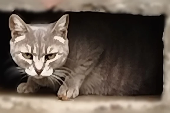 Найдена кошка, Томск, фото: Найдена кошка, Иркутский тракт, 33, Томск — не совсем дикая, в руки не идёт