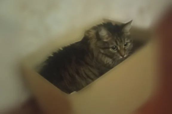 Пропала кошка, улица Смазчиков, 5, Екатеринбург — длинношерстная, с ярко-зелёными глазами - photo