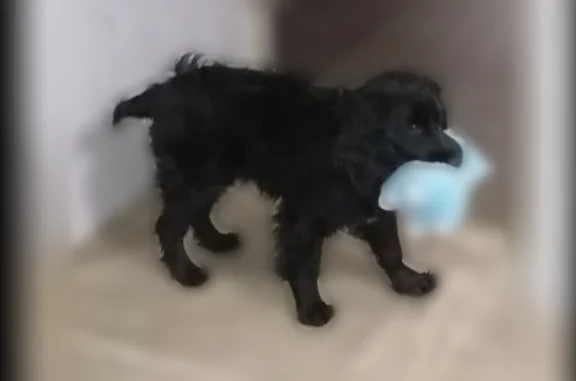 Объявления о пропавших и найденных животных, Тюмень, фото: Пропала собака, Ямальская улица, 20, Тюмень — чёрная, с ошейником