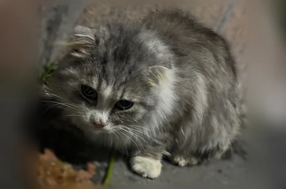 Найдена кошка, Чебоксары, фото: Найдена кошка, улица Космонавта Николаева А.Г., Чебоксары — ласковая, ушки висят