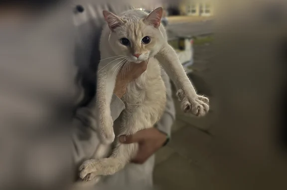 Найдена кошка, Ханты-Мансийск, фото: Найдена кошка, Самаровская улица, Ханты-Мансийск — очень ласковая, кастрирована
