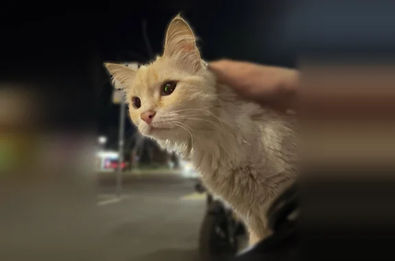 Найденные животные Ростов-на-Дону, фото: Найдена кошка, Портовая улица, Ростов-на-Дону — молоденькая кошечка 5–6 месяцев, возле «Вкусно и точка»