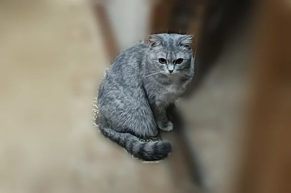 Пропала кошка, проспект Победы, 172, Казань — Мышка, ласковая девочка из Азино-1 - photo