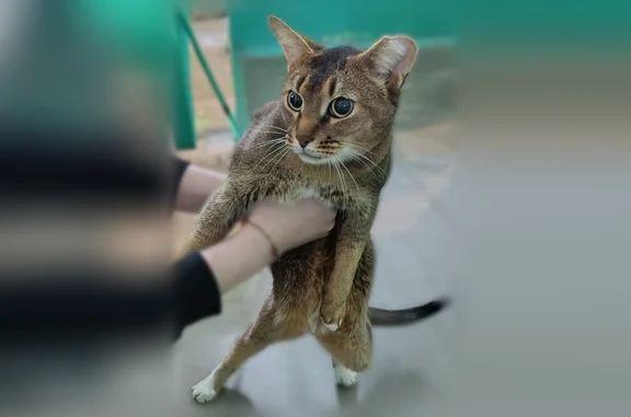 Найдена кошка, Новочебоксарск, фото: Найдена кошка, Пионерская улица, 4/1, Новочебоксарск