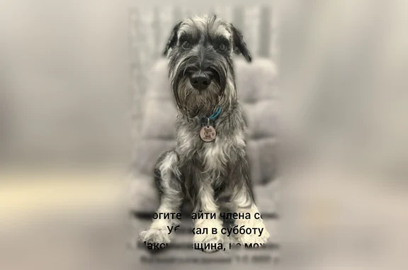 Собаки потеряшки, Максимовщина, фото: Потеряшка собака, Южный переулок, 25, Максимовщина