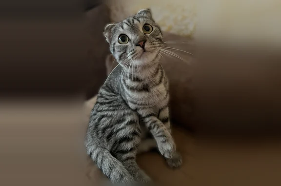 Пропала кошка Мальчик, Сидоровское (rl1194376) - photo