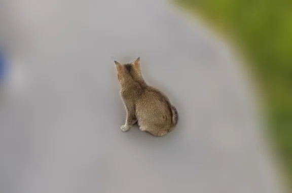 Найдена кошка, Тула, фото: Найдена кошка, Замочная улица, Тула
